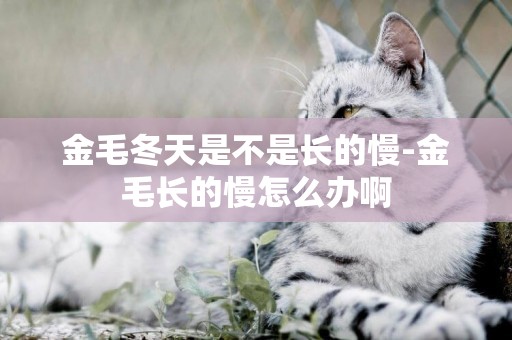 金毛冬天是不是長的慢-金毛長的慢怎么辦啊