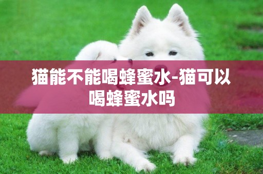 貓能不能喝蜂蜜水-貓可以喝蜂蜜水嗎
