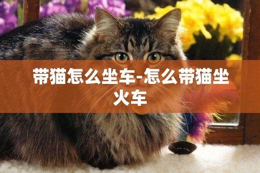 帶貓怎么坐車-怎么帶貓坐火車