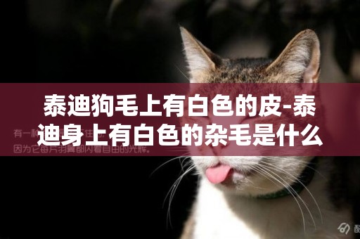 泰迪狗毛上有白色的皮-泰迪身上有白色的雜毛是什么原因