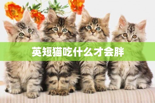 英短貓吃什么才會胖