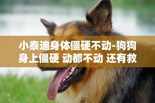 小泰迪身體僵硬不動-狗狗身上僵硬 動都不動 還有救嗎