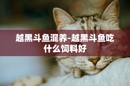 越黑斗魚混養-越黑斗魚吃什么飼料好