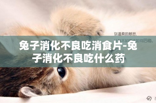 兔子消化不良吃消食片-兔子消化不良吃什么藥