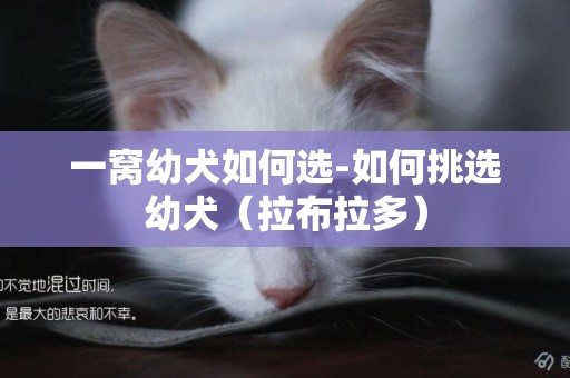 一窩幼犬如何選-如何挑選幼犬(拉布拉多) 一窩幼犬如何選-如何挑選幼犬(拉布拉多)