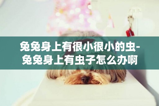 兔兔身上有很小很小的蟲-兔兔身上有蟲子怎么辦啊 兔兔身上有很小很小的蟲-兔兔身上有蟲子怎么辦啊