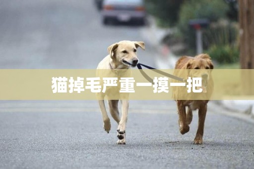 貓掉毛嚴重一摸一把