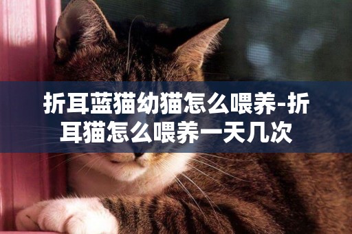 折耳藍貓幼貓怎么喂養-折耳貓怎么喂養一天幾次