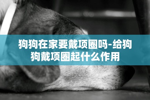 狗狗在家要戴項圈嗎-給狗狗戴項圈起什么作用
