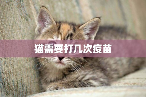 貓需要打幾次疫苗