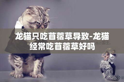 龍貓只吃苜蓿草導致-龍貓經常吃苜蓿草好嗎
