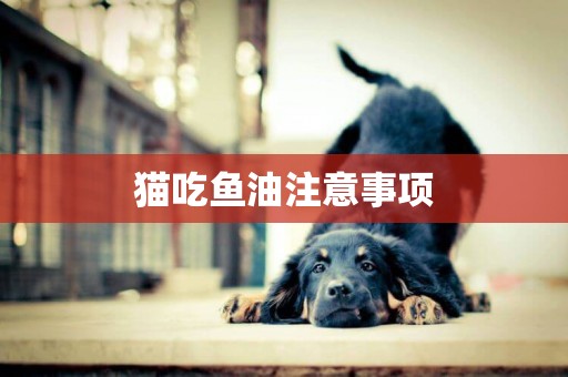 貓吃魚油注意事項