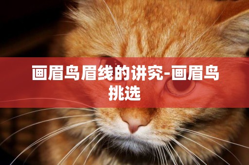 畫眉鳥眉線的講究-畫眉鳥挑選