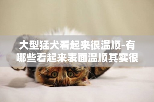 大型猛犬看起來很溫順-有哪些看起來表面溫順其實很暴力的狗狗？