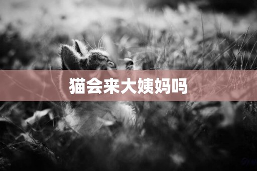 貓會來大姨媽嗎