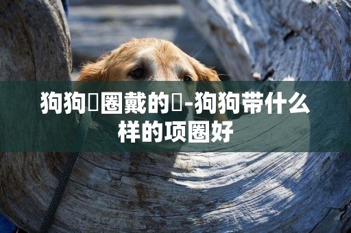 狗狗項圈戴的緊-狗狗帶什么樣的項圈好