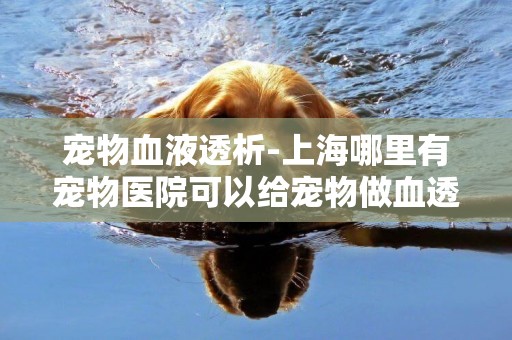 寵物血液透析-上海哪里有寵物醫院可以給寵物做血透