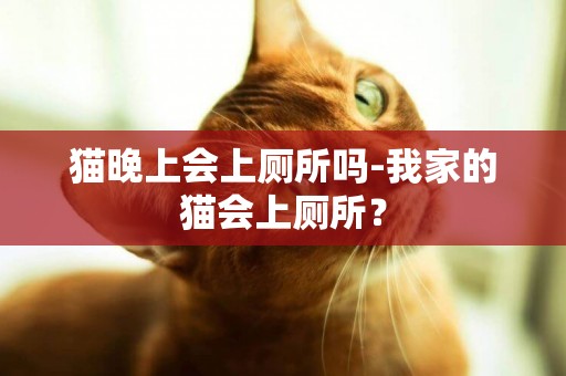 貓晚上會上廁所嗎-我家的貓會上廁所？