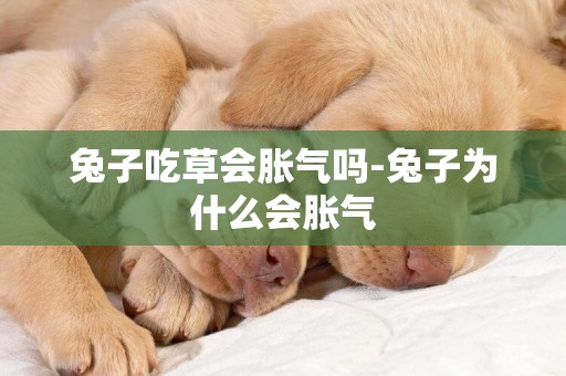 兔子吃草會脹氣嗎-兔子為什么會脹氣