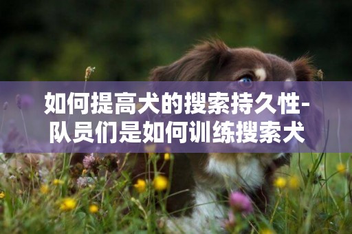 如何提高犬的搜索持久性-隊員們是如何訓練搜索犬
