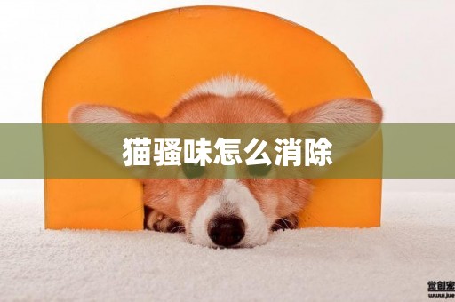 貓騷味怎么消除