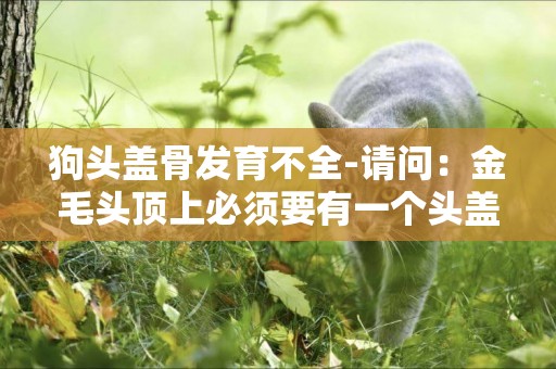 狗頭蓋骨發育不全-請問：金毛頭頂上必須要有一個頭蓋骨的突出嗎？