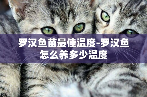羅漢魚苗最佳溫度-羅漢魚怎么養多少溫度