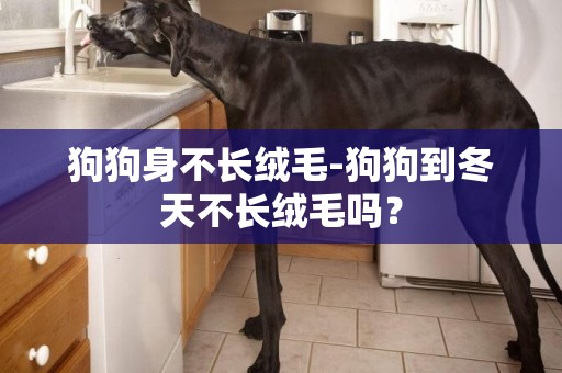 狗狗身不長絨毛-狗狗到冬天不長絨毛嗎？