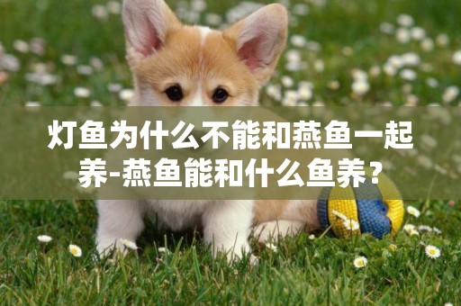燈魚為什么不能和燕魚一起養-燕魚能和什么魚養？
