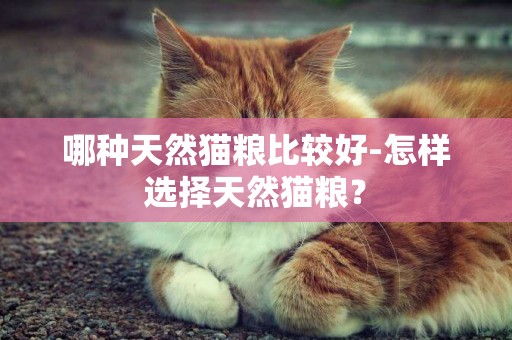 哪種天然貓糧比較好-怎樣選擇天然貓糧？