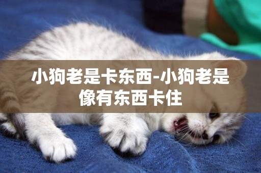 小狗老是卡東西-小狗老是像有東西卡住