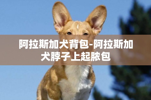 阿拉斯加犬背包-阿拉斯加犬脖子上起膿包