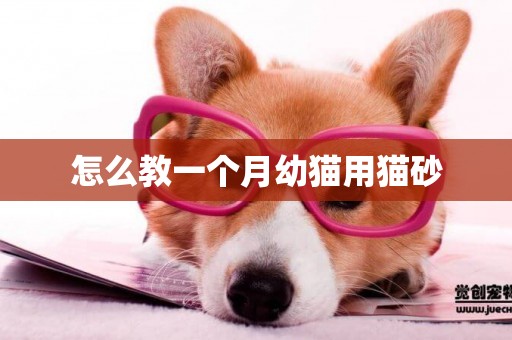 怎么教一個月幼貓用貓砂