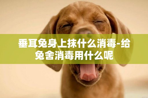 垂耳兔身上抹什么消毒-給兔舍消毒用什么呢
