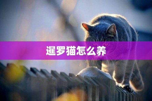 暹羅貓怎么養