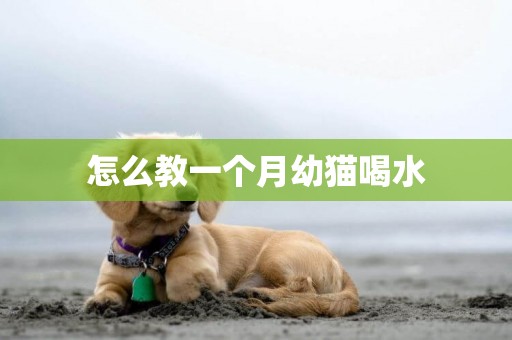 怎么教一個月幼貓喝水