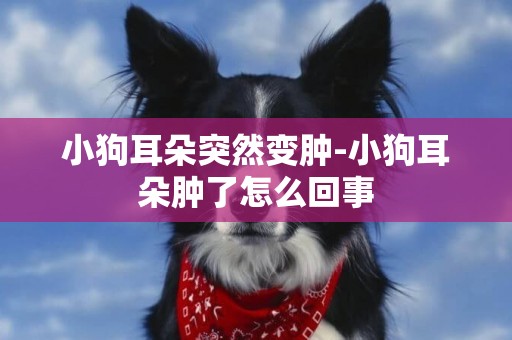 小狗耳朵突然變腫-小狗耳朵腫了怎么回事