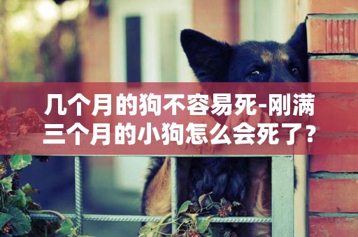 幾個月的狗不容易死-剛滿三個月的小狗怎么會死了？