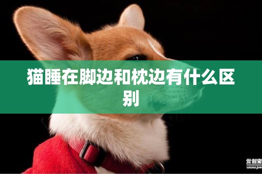 貓睡在腳邊和枕邊有什么區別