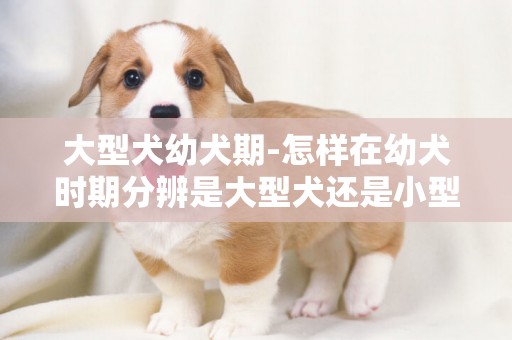 大型犬幼犬期-怎樣在幼犬時期分辨是大型犬還是小型犬