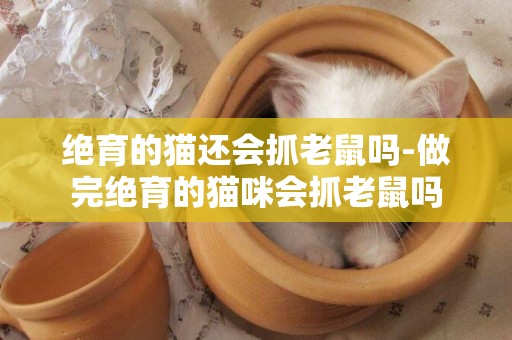 絕育的貓還會抓老鼠嗎-做完絕育的貓咪會抓老鼠嗎