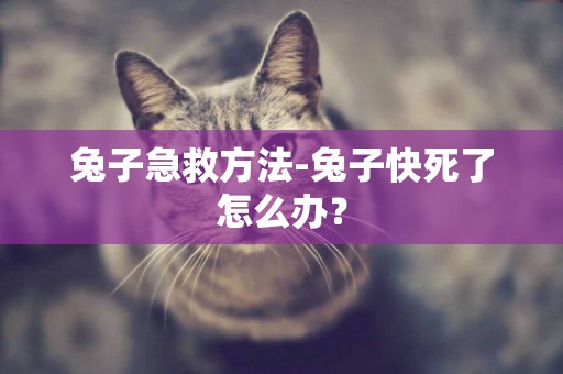 兔子急救方法-兔子快死了怎么辦？