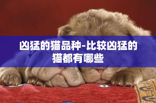 兇猛的貓品種-比較兇猛的貓都有哪些