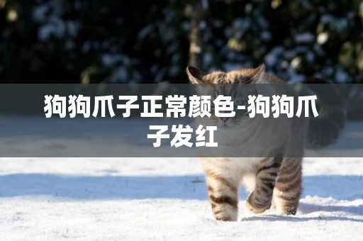 狗狗爪子正常顏色-狗狗爪子發紅