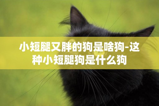 小短腿又胖的狗是啥狗-這種小短腿狗是什么狗