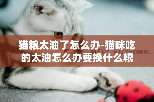 貓糧太油了怎么辦-貓咪吃的太油怎么辦要換什么糧