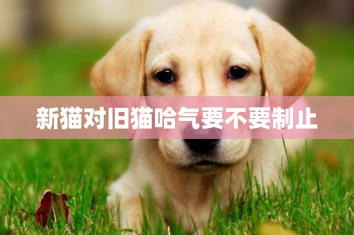 新貓對舊貓哈氣要不要制止