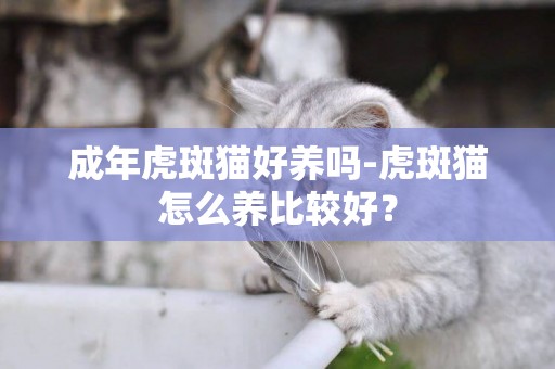 成年虎斑貓好養嗎-虎斑貓怎么養比較好？