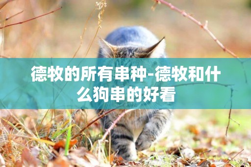 德牧的所有串種-德牧和什么狗串的好看