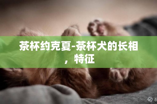茶杯約克夏-茶杯犬的長相，特征